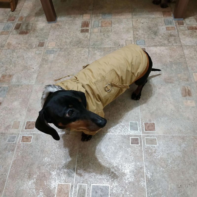 dachshund space shop lightweight hooded doxie jacket