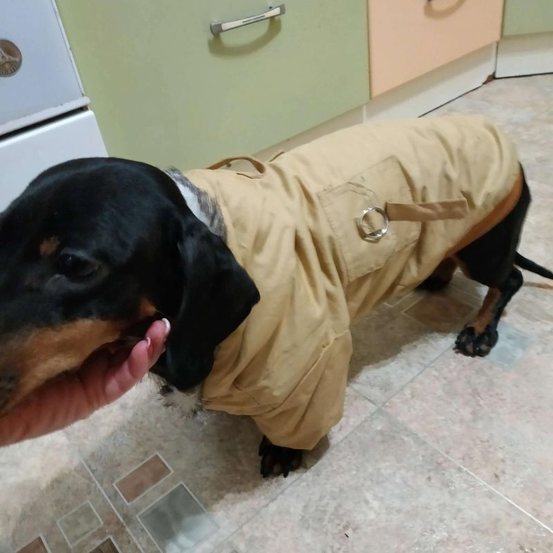 dachshund space shop lightweight hooded doxie jacket