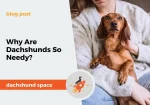 dachshund space why are dachshunds so needy