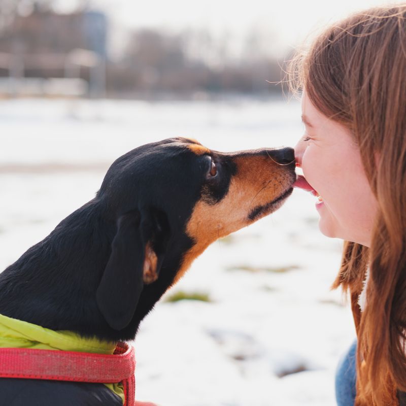 dachshunds lick dachshund space