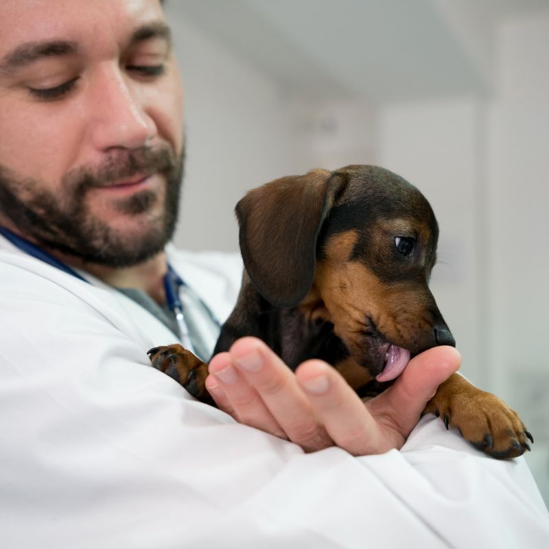 dachshunds lick dachshund space