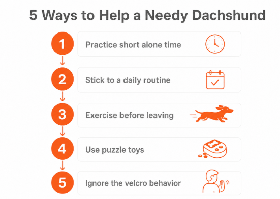 why are dachshunds so needy dachshund space