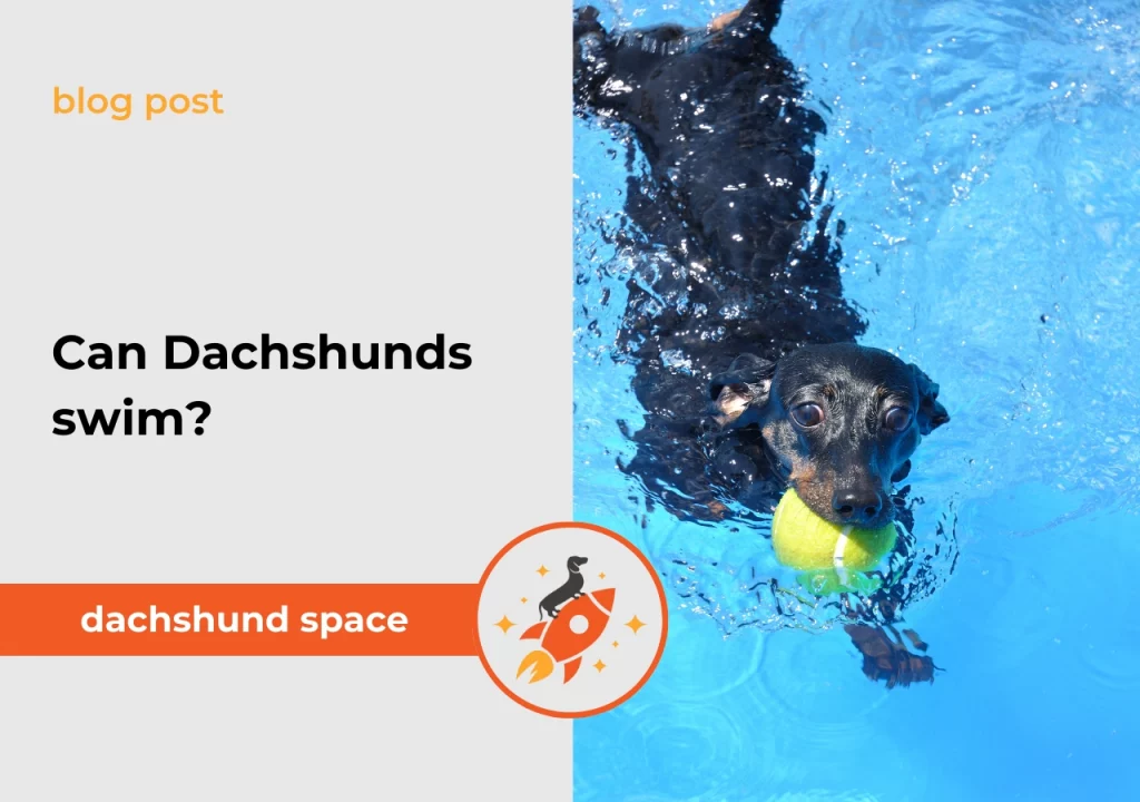 dachshunds space shop Can dachshunds swim and how to teach them