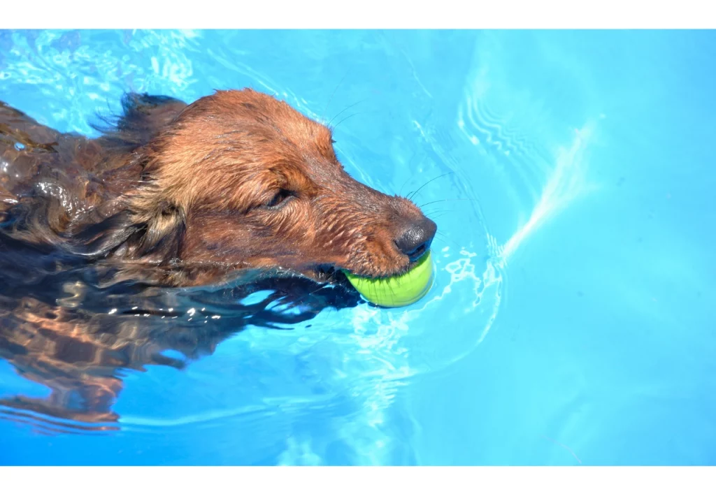 can-dachshuns-swim