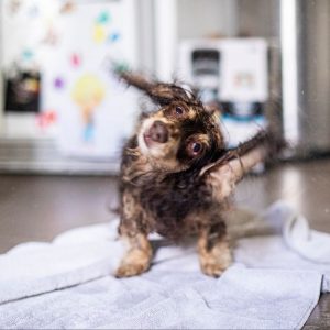 Dachshund Bath dachshund space