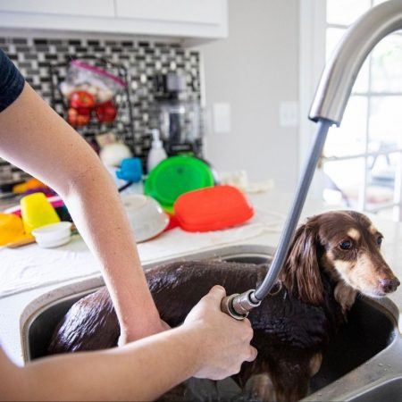 Dachshund Bath dachshund space