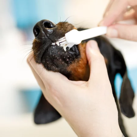 Dachshund space shop Dachshund bath - all you need to know!