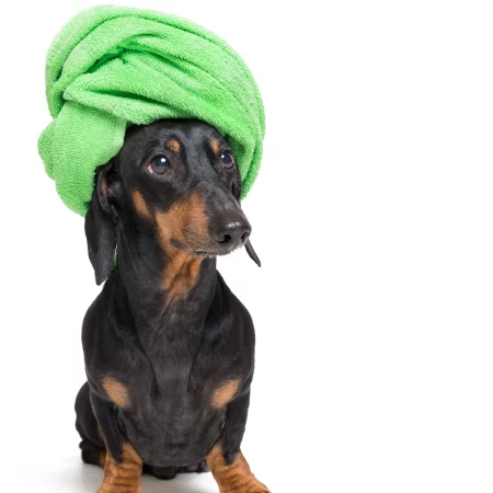 Dachshund space shop Dachshund bath - all you need to know!
