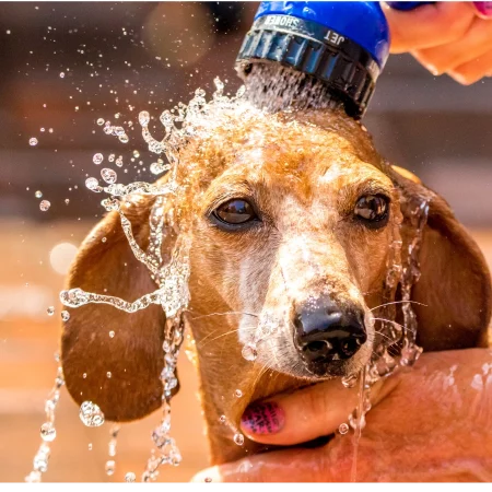 Dachshund space shop Dachshund bath - all you need to know!