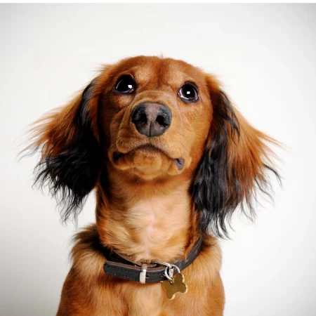 Dachshund space shop Dachshund bath - all you need to know!