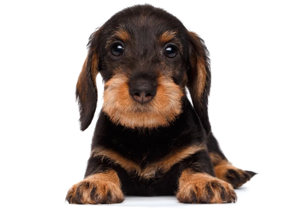 Dachshund space Dachshund puppies - everything you need to know!