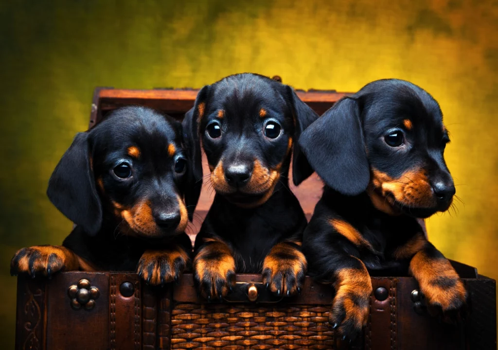 Dachshund space Dachshund puppies - everything you need to know!