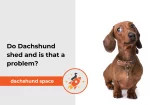 Dachshunds space shop so dachshund shed and is that a problem