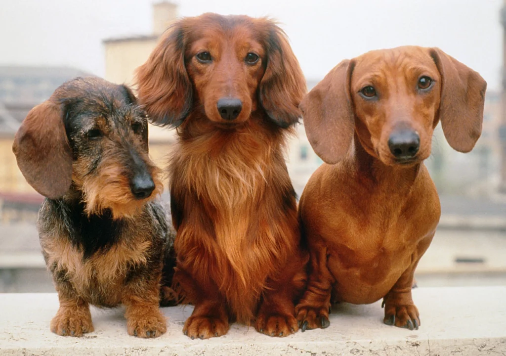 Do-Dachshund-shed-and-is-that-a-problem