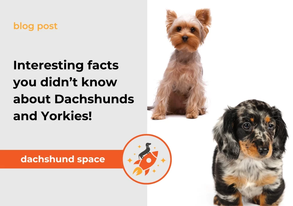 Dachshund space Interesting facts you didn’t know about Dachshunds and Yorkies!