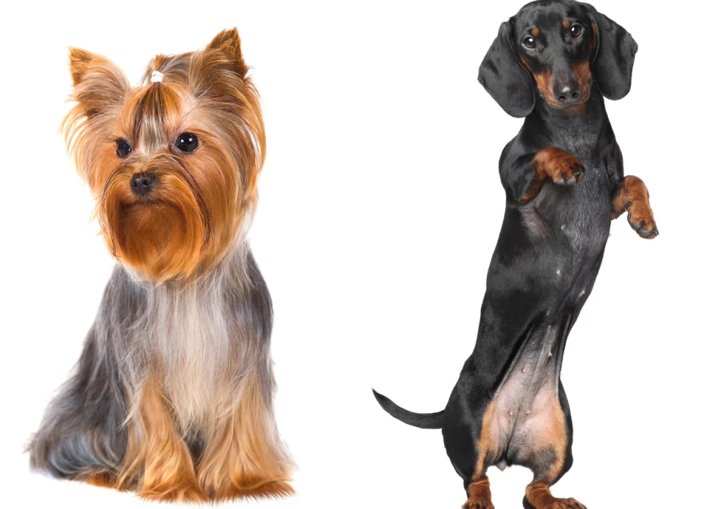Dachshund space Interesting facts you didn’t know about Dachshunds and Yorkies!