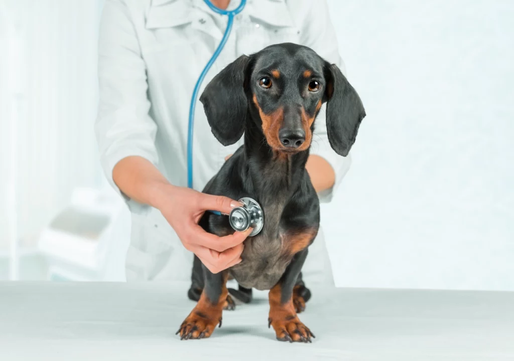 Dachshund space Parvovirus in Dachshunds - how can you help them?