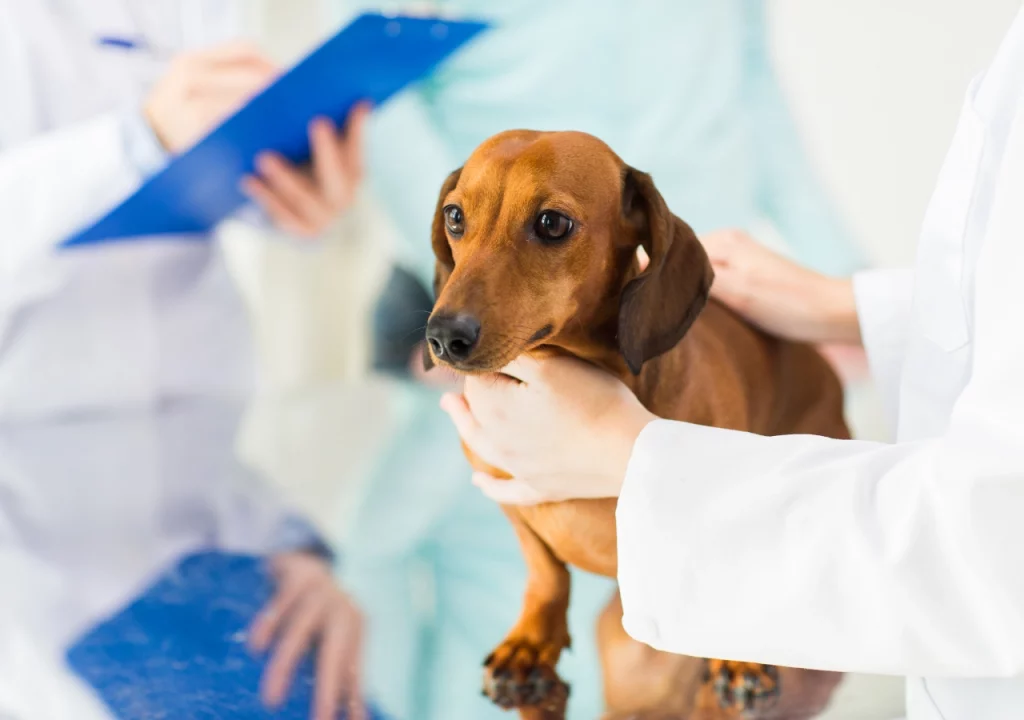 Dachshund space Parvovirus in Dachshunds - how can you help them?