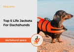 dachshund space Top 5 Life Jackets For Dachshunds