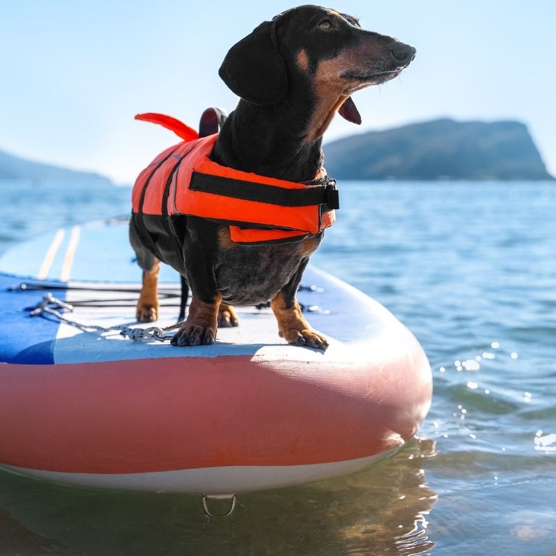 dachshund life jackets dachshund space