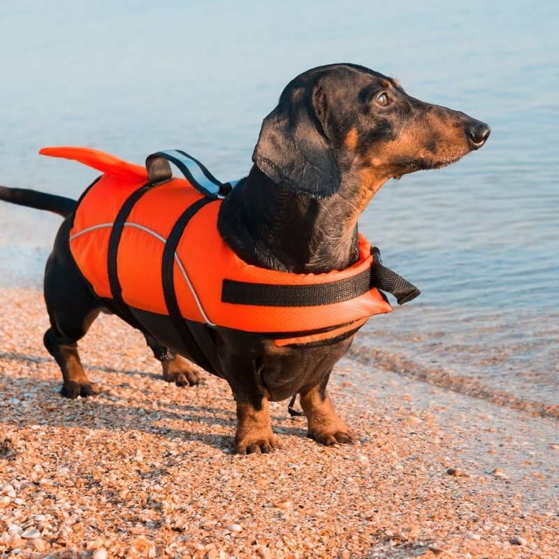 dachshund life jackets dachshund space