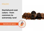 Dachshund space Dachshund coat colors - from common to extremely rare!