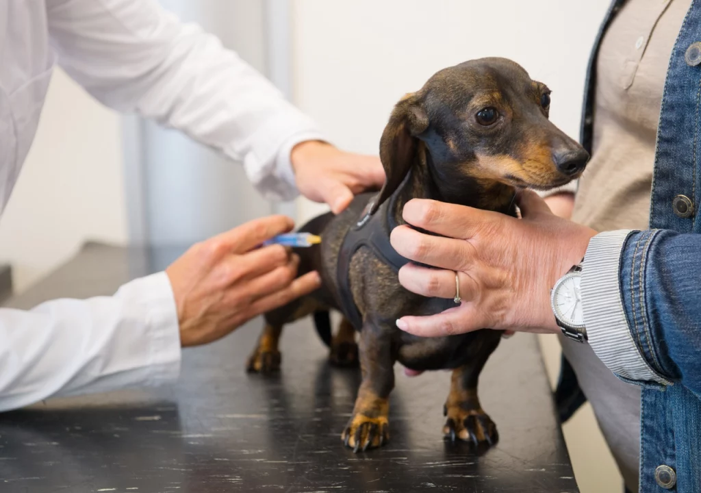 Dachshund space Dachshund's health problems and how to treat them