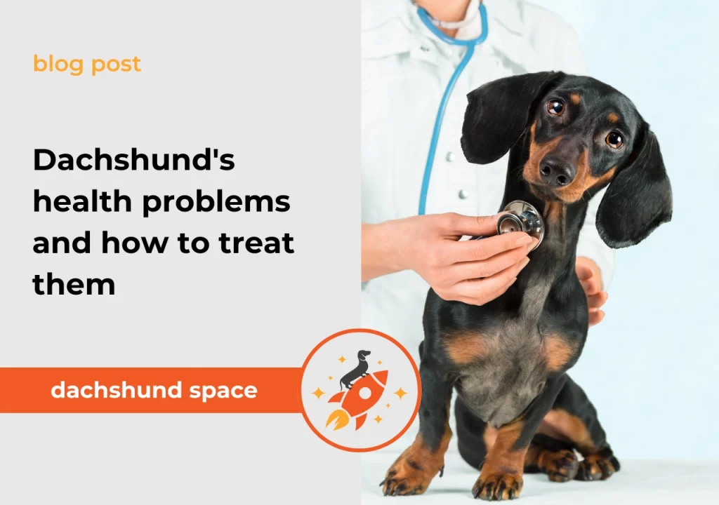 Dachshund space Dachshund's health problems and how to treat them