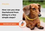 Dachshund space How can you stop Dachshund from biting in a few simple steps?