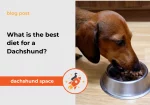 Dachshund space What is the best diet for a Dachshund?