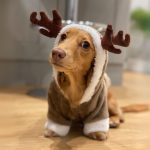 dachshund space christmas doxie reindeer jumpsuit