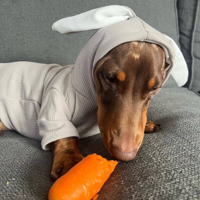 dachshund space dachshund rabbit hoodie
