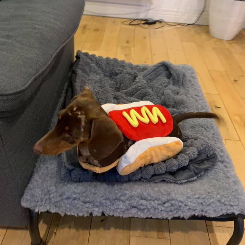 dachshund space hot dog costume