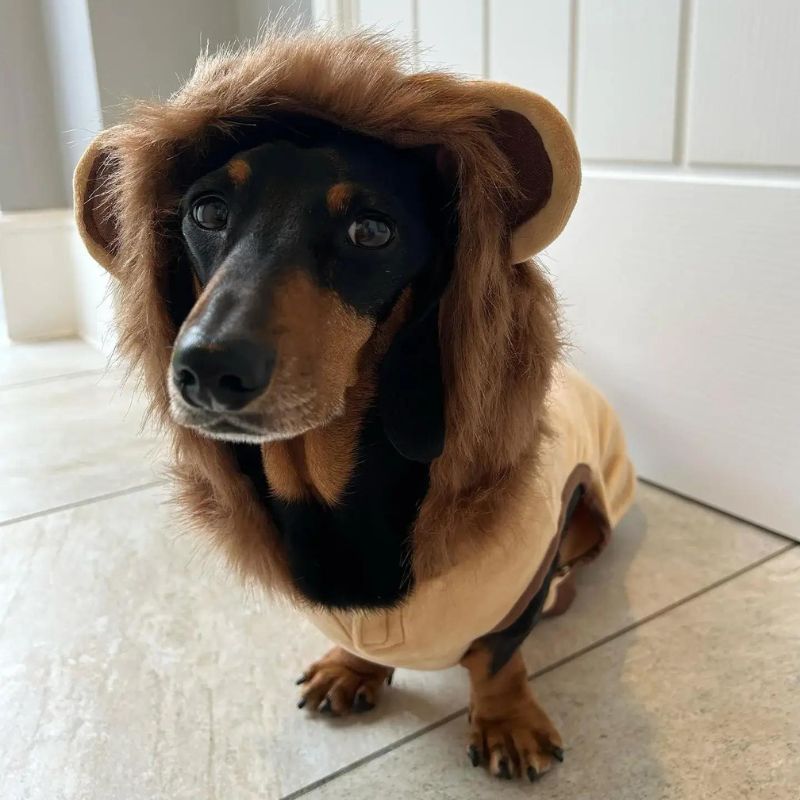 dachshund space lion dachshund costume