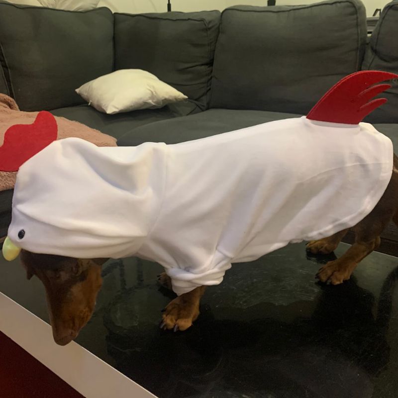 dachshund space rooster dachshund hoodie