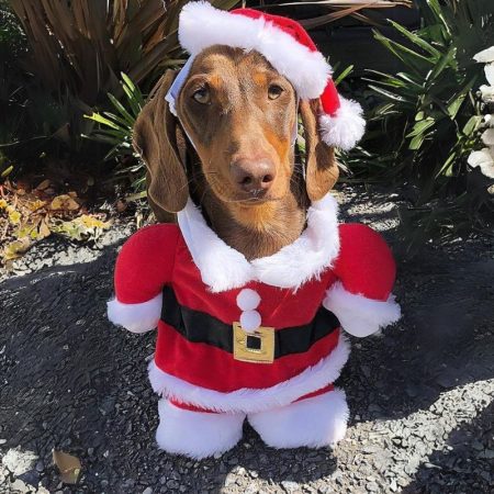 dachshund space shop christmas dachshund costume