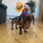 dachshund space shop dachshund cowboy costume