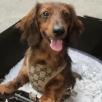 dachshund space shop pawcci harness leash