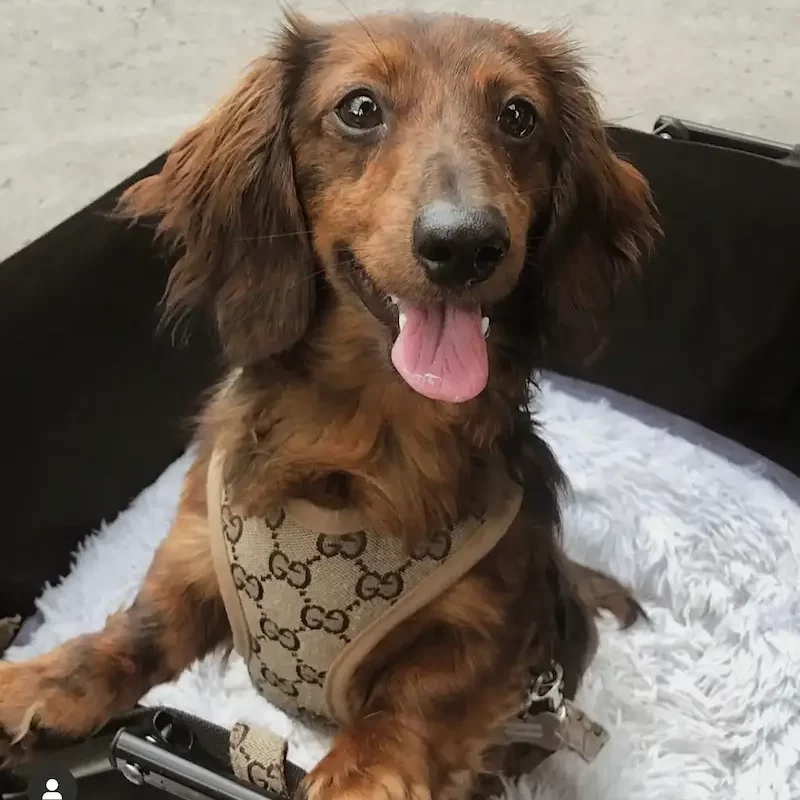 Pawcci Designer Dog Harness With Leash Set • Designer Dog Harness