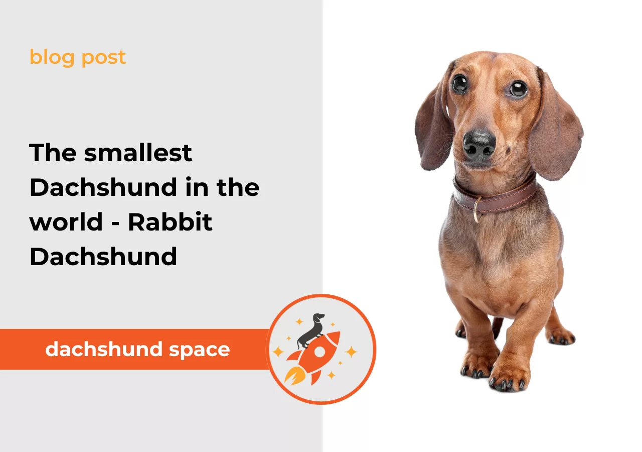 Rabbit sausage dog best sale