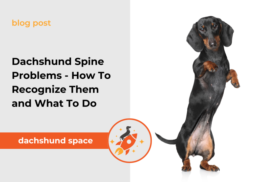 dachshund spine problems
