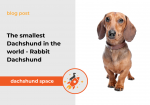 rabbit dachshund post banner