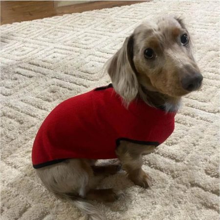 dachshund space 2 color doxie sweater