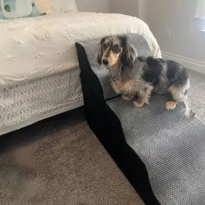 Can Dachshunds Climb Stairs Tips To Help Your Dog Dachshund Space