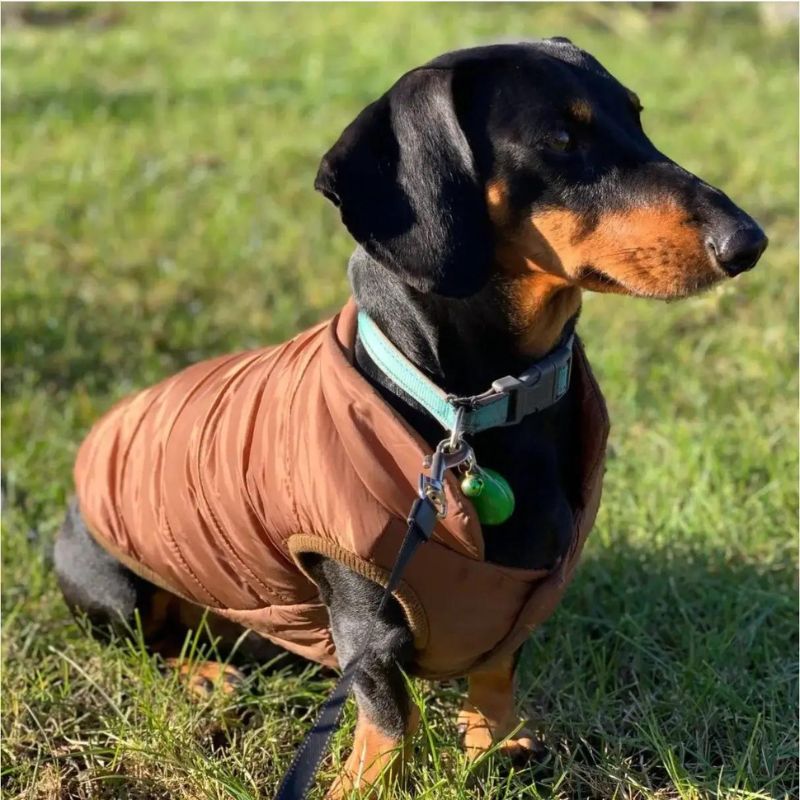 dachshund space doxie puffer vest miniature dachshund clothes