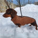 dachshund space faux leather dachshund jacket