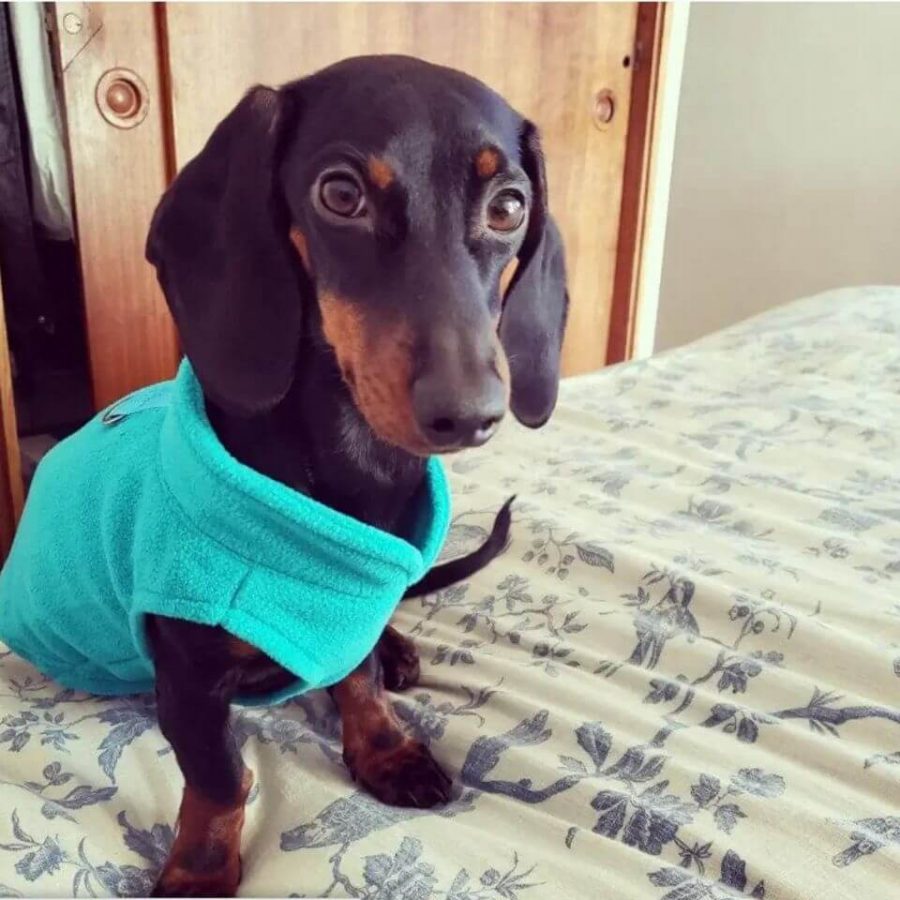dachshund space fleece sausage dog jacket
