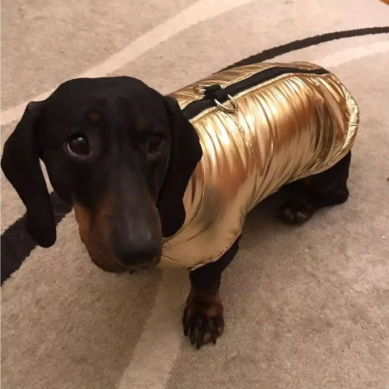 dachshund space gloossy waterproof dachshund jacket