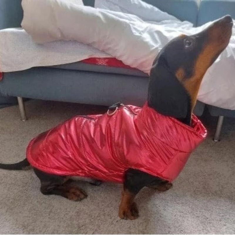 dachshund space gloossy waterproof dachshund jacket
