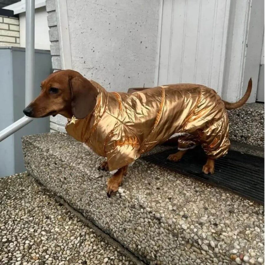 dachshund space shiny jumpsuit dachshund coat